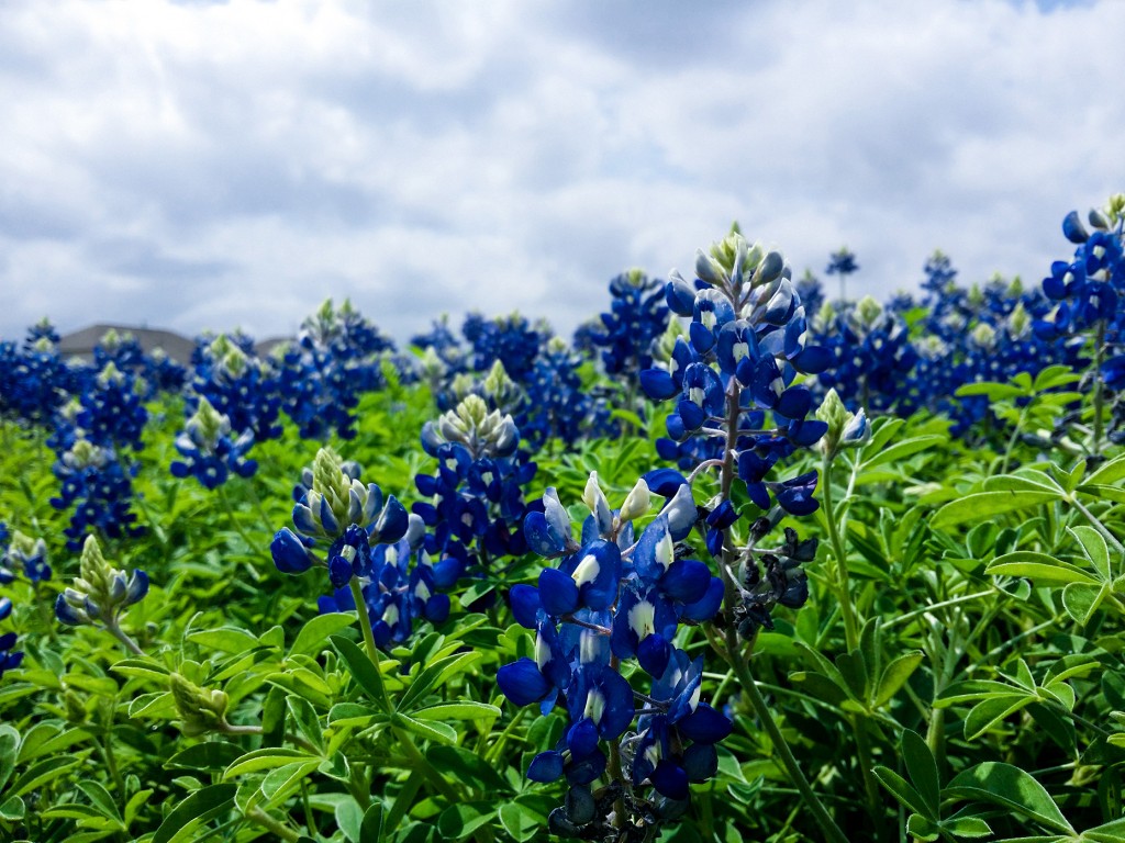 blue-bells