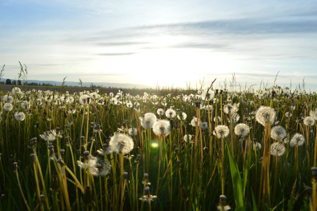 peeta-is-katniss-dandelion